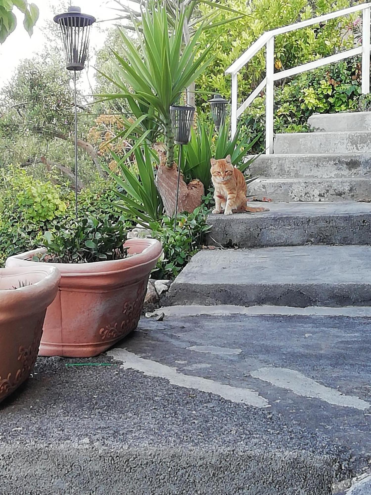Villa Johnny And Mary'S House Breathtaking View تاورمينا الغرفة الصورة